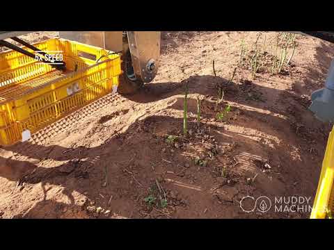 Muddy Machines Presents Green Asparagus Harvesting Robot - Sprout Field Trials 2021