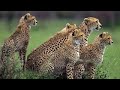 Okavango Africas Wild Oasis Full Documentary With Subtitles