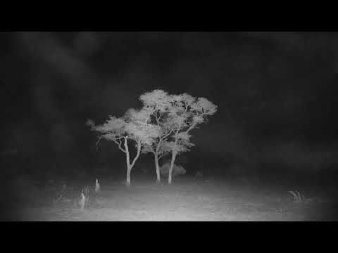 Djuma: Sights and sounds of the early morning darkness - 00:32 - 10/30/19