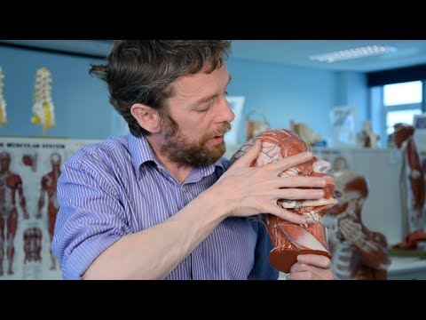 Facial nerve & facial expression (anatomy)