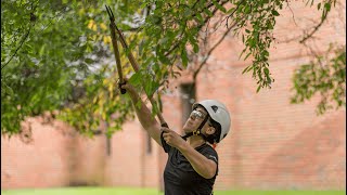 Proper Tree Trimming & Pruning In Massachusetts