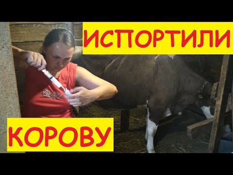 ЧТО С КОРОВОЙ? Как лечим / Чем лечим / Корова порвала сосок / Рваная рана на вымени