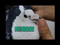 Blue Check Pied Oldest In The Colony Identity 2008