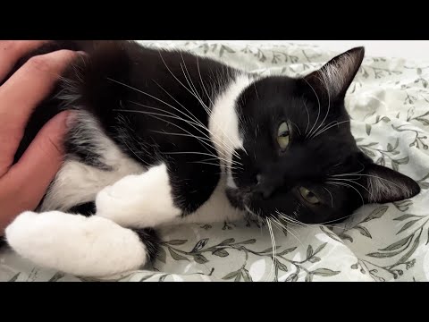 "Who ordered some morning purrs?"