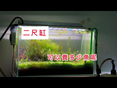 一尺魚缸養多少魚