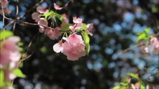 Trademark  -   Miss You Finally