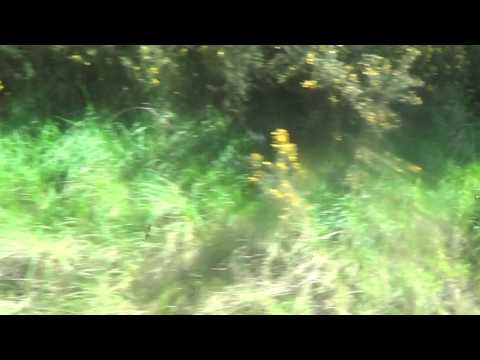 Foxy on Island Line class 483 from Shanklin to Ryde Pier Head 14/04/2017 pt1