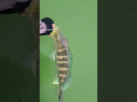 6° Torneio Paulista de Caiaque GKF, NOVA CANAÃ, Competidor MARCELO #tucunare #pescaria #fishing