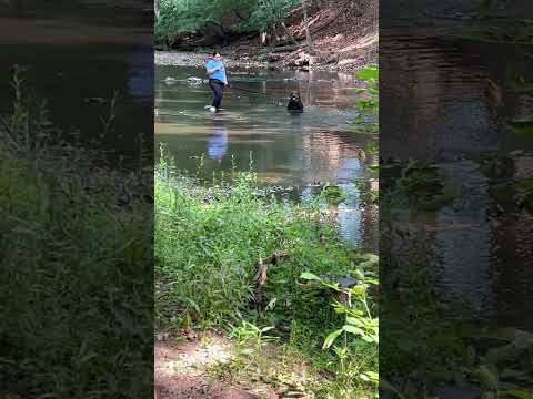 Por bull vrs Rottweiler quien ganaría ?