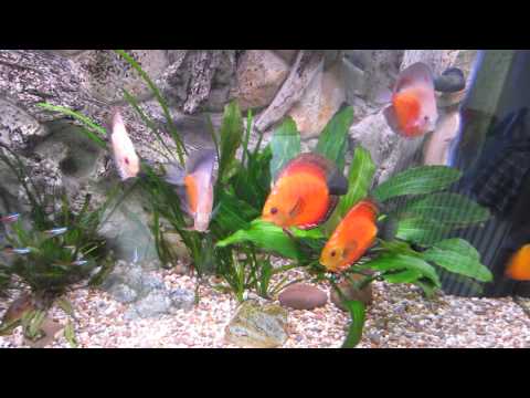 juwel rio 240 discus setup aquarium tank