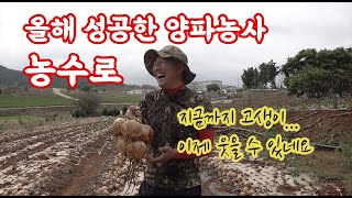 2022년 올해 양파가격도 괜찮고 품질도 괜찮고 물아일체의 경지에!! 드디어 오른 농수로!! 머 비싼 가격은…