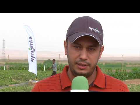 Journée Démonstration pastèque Hercules