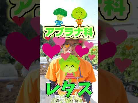 アイスバーグレタス 植物