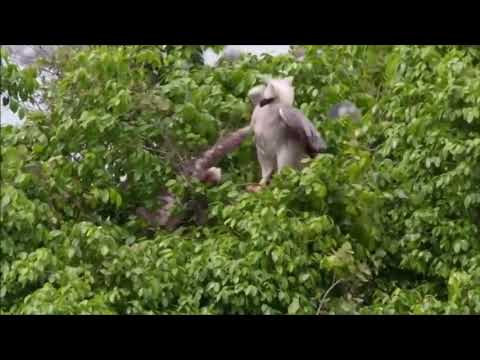 Sloth vs Eagle Fight