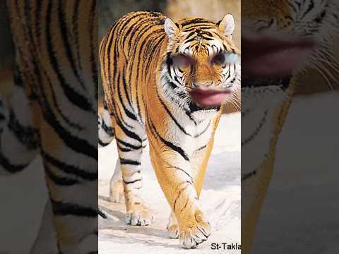 عامل حالو زلمة!!