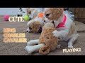 Cavalier King Charles Spaniel dogs for sale: Laurel - Video 1
