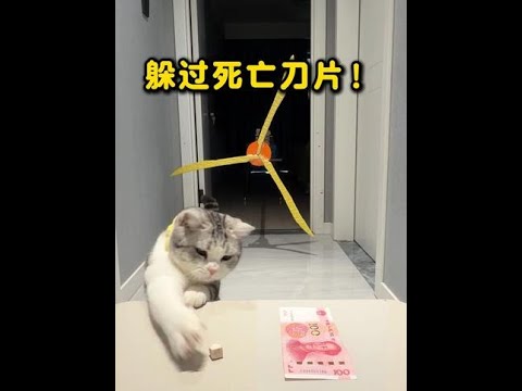 人和猫比赛穿越刀片！ #猫咪 #我和我的猫 #猫咪日常 #比赛 #挑战