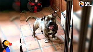 Dwarf Pit Bull Doesn't Look Like Anyone Else In The World  | The Dodo Pittie Nation by The Dodo