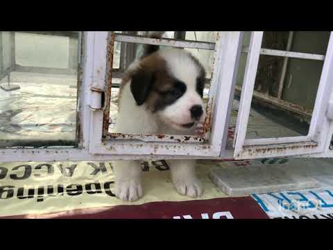 Saint Bernard puppy growing up.1 to 3 months # tiger the Saint Bernard..