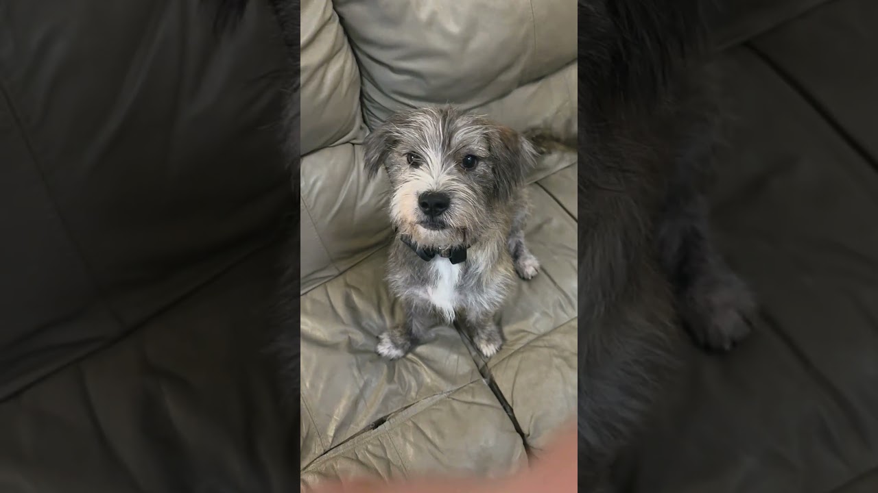 Enlarge Banjo, a Adoptable mixed breed in Chicago, IL video 6/6