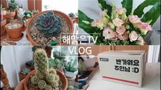 VLOG_다육이 깍지벌레, 황금사 키우기, 잎꽂이 관리, 꽃꽂이 등 succulents 197화 #해맑은TV