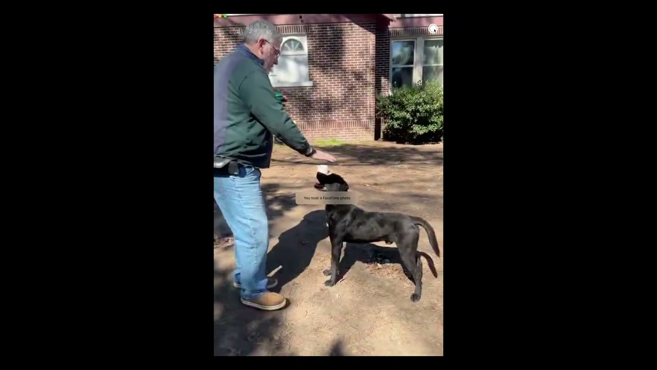 Enlarge Koa, a ADOPTABLE mixed breed in Warrington, PA video 6/6