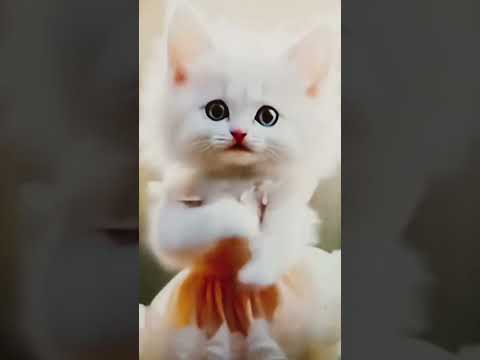 cute cat dance #dance #shortsviral #cute #dancer 😺😻
