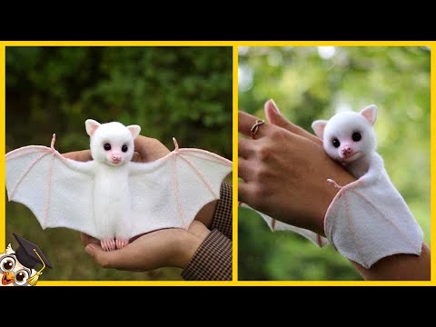 The 20 friendliest animals in the world