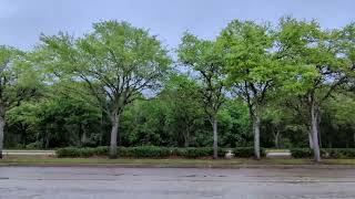 Terrific Trees at Regal Oviedo Mall! Florida