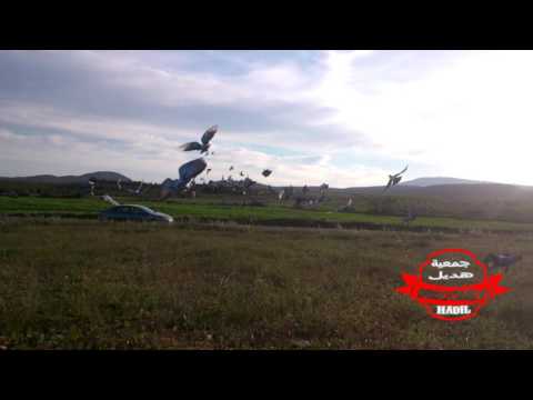 مطلق تدريبي للحمام الزاجل بضواحي مدينة وجدة (4) 2017