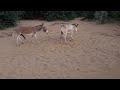 Donkey Having Fun With Mate