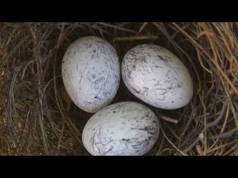 La vida del Chororó Taraba major Esperanza Santa Fe Argentina 2025