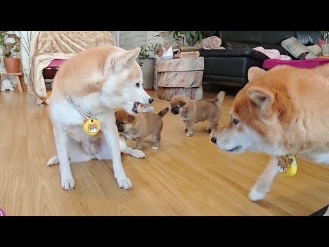 Oh Suki doesn't want to play 😬