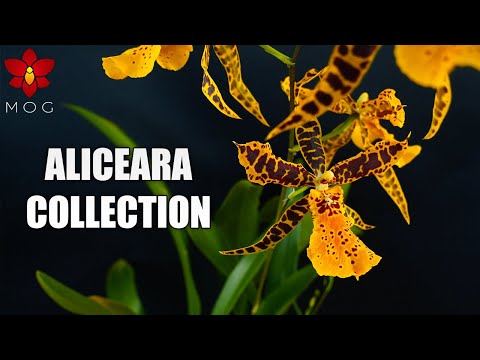 , title : 'My Miltonia & Aliceara Orchid Plants collection - Favorite Intergenerics!'