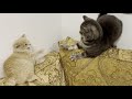 Kitten Bites Cats Tail He Instantly Regrets It