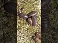 Have You Seen The Pill Bugs?