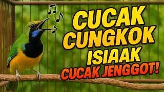 Download lagu LIVE🔥 CUCAK CUNGKOK‼️ TEMBAKAN KASAR MENGERIKAN   ISIAN CUCAK JENGGOT💥  #BurungGacor #BurungLomba mp3 Download lagu LIVE🔥 CUCAK CUNGKOK‼️ TEMBAKAN KASAR MENGERIKAN   ISIAN CUCAK JENGGOT💥  #BurungGacor #BurungLomba mp3