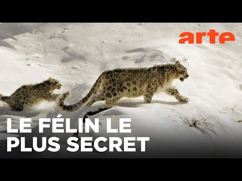 Himalaya, la quête du léopard des neiges | ARTE Évasion