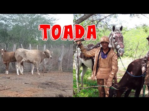 Toada vaca juruti de manuel de amadeu cantada por Danielzinho