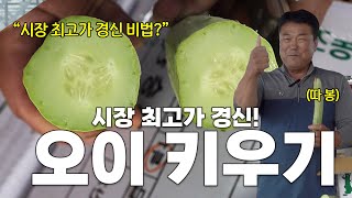 (대박) 시장 최고가 경신!! 어떻게 해야 최상품 오이를 재배할 수 있을까요?!