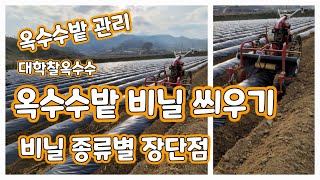 옥수수밭 비닐피복 관리기로 비닐 씌우기  검정비닐 투명비닐 차이점 [옥수수재배방법]