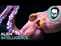 Cephalopods: Aliens From Earth | Random Thursday