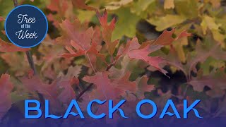 Tree of the Week: Black Oak