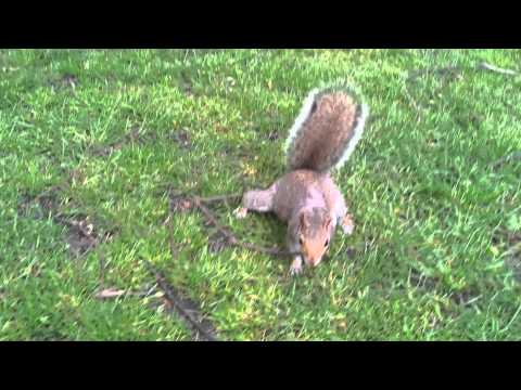 Graues Eichhörnchen in London Regents Park