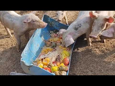 , title : 'Feeding pigs slop'