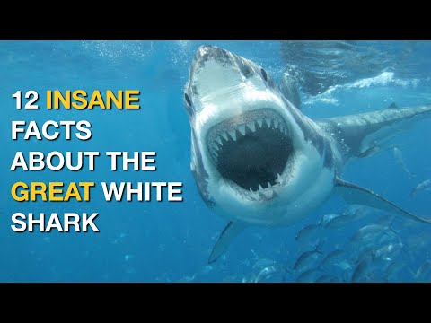 12 INSANE Facts About the Great White Shark