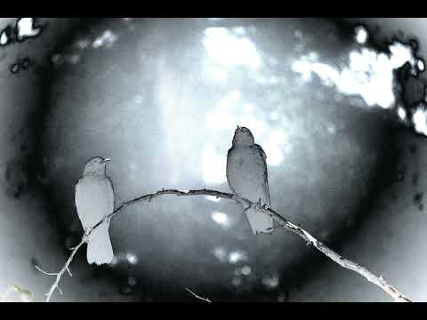 [FREE FOR PROFIT] Lil Peep + Nedarb + Emo Rap type beat "Omens are North"