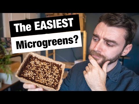 Simple BEGINNER Microgreen Kit | Everything in One Packet! | Winter Growing