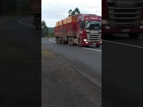 ORTIGUEIRA PARANÁ  .