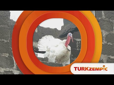 Introducing: TURKzempic